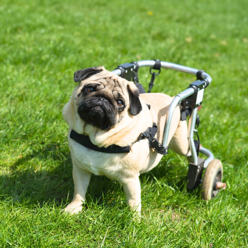 addestramento collaborativo cani disabili